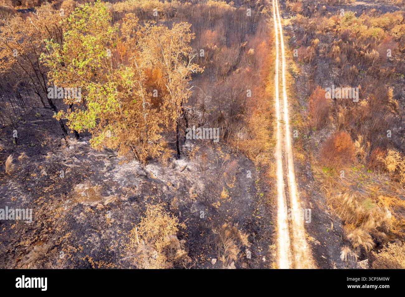 Ricrescita e speranza dopo un incendio selvaggio il concetto di resilienza Foto Stock