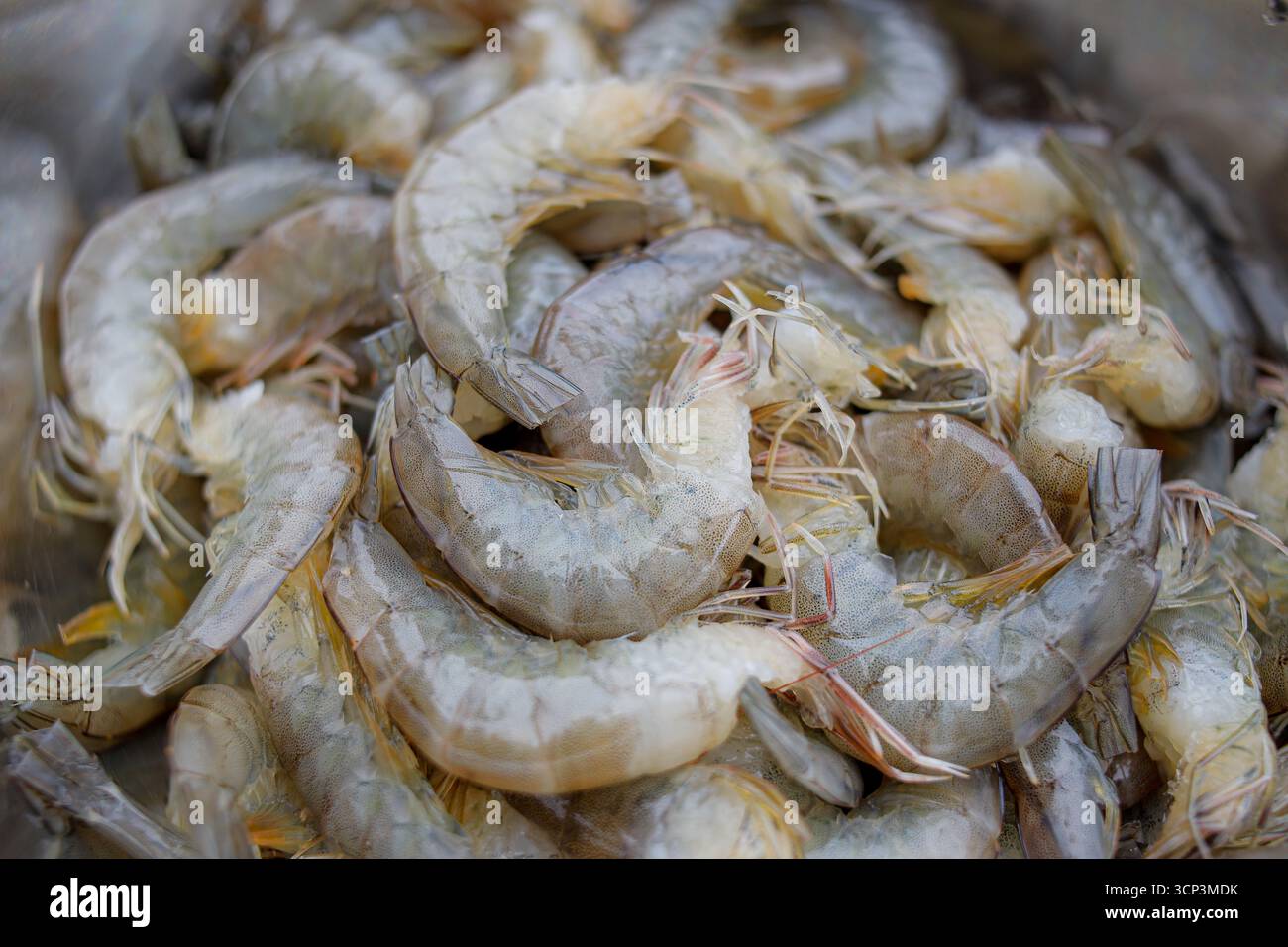 Gamberi tigre bianchi freschi o gamberi bianchi crudi, senza testa. Foto Stock