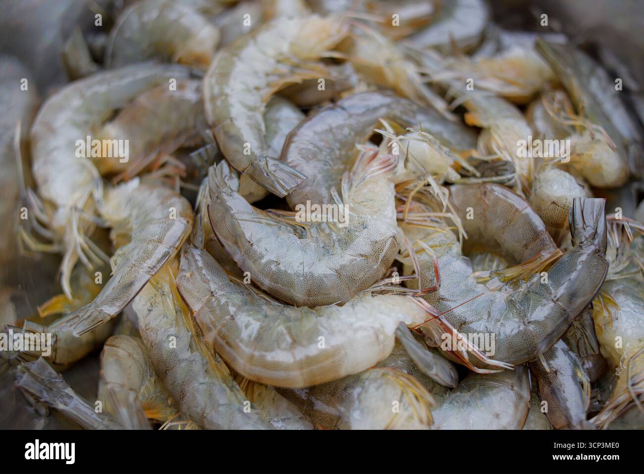 Gamberi tigre bianchi freschi o gamberi bianchi crudi, senza testa. Foto Stock
