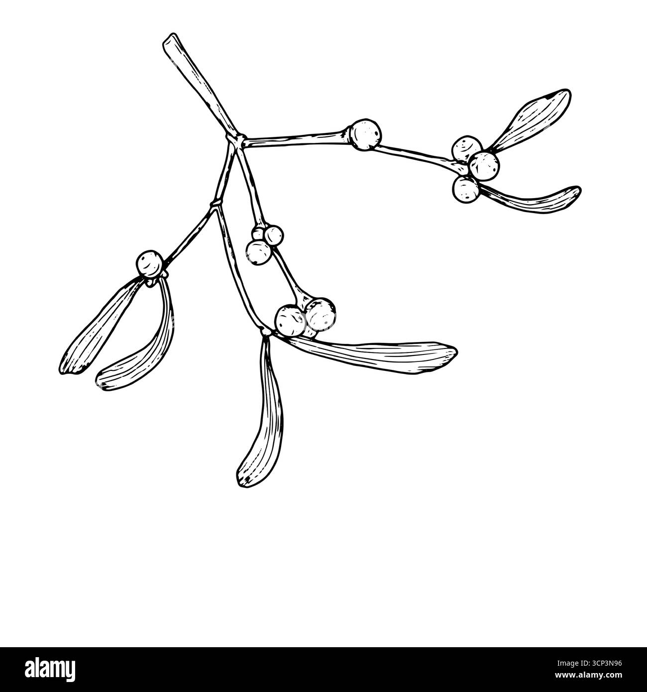 Un ciuffo di vischio con frutti di bosco, schizzo. Illustrazione vettoriale. Un ramo di un albero invernale, isolato su sfondo bianco. Per cartoline, inviti, Illustrazione Vettoriale