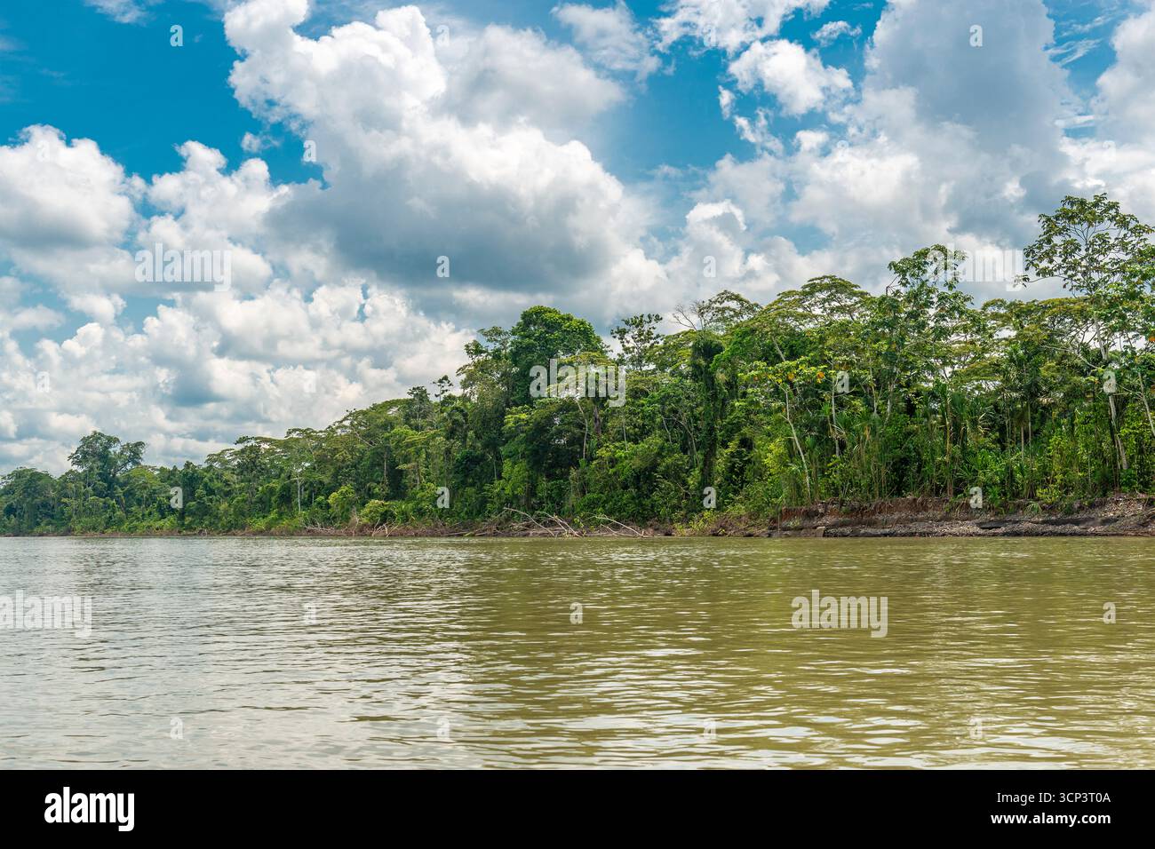 Foresta pluviale del Rio delle Amazzoni, parco nazionale di Yasuni, Ecuador. Foto Stock