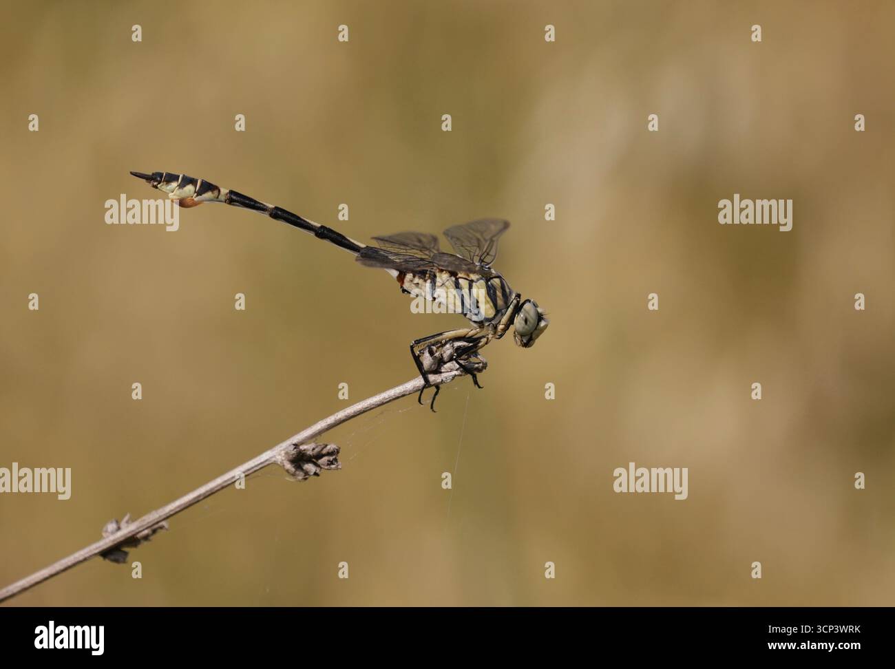Bladetail Dragonfly maschio - Lindenia tetraphylla Foto Stock
