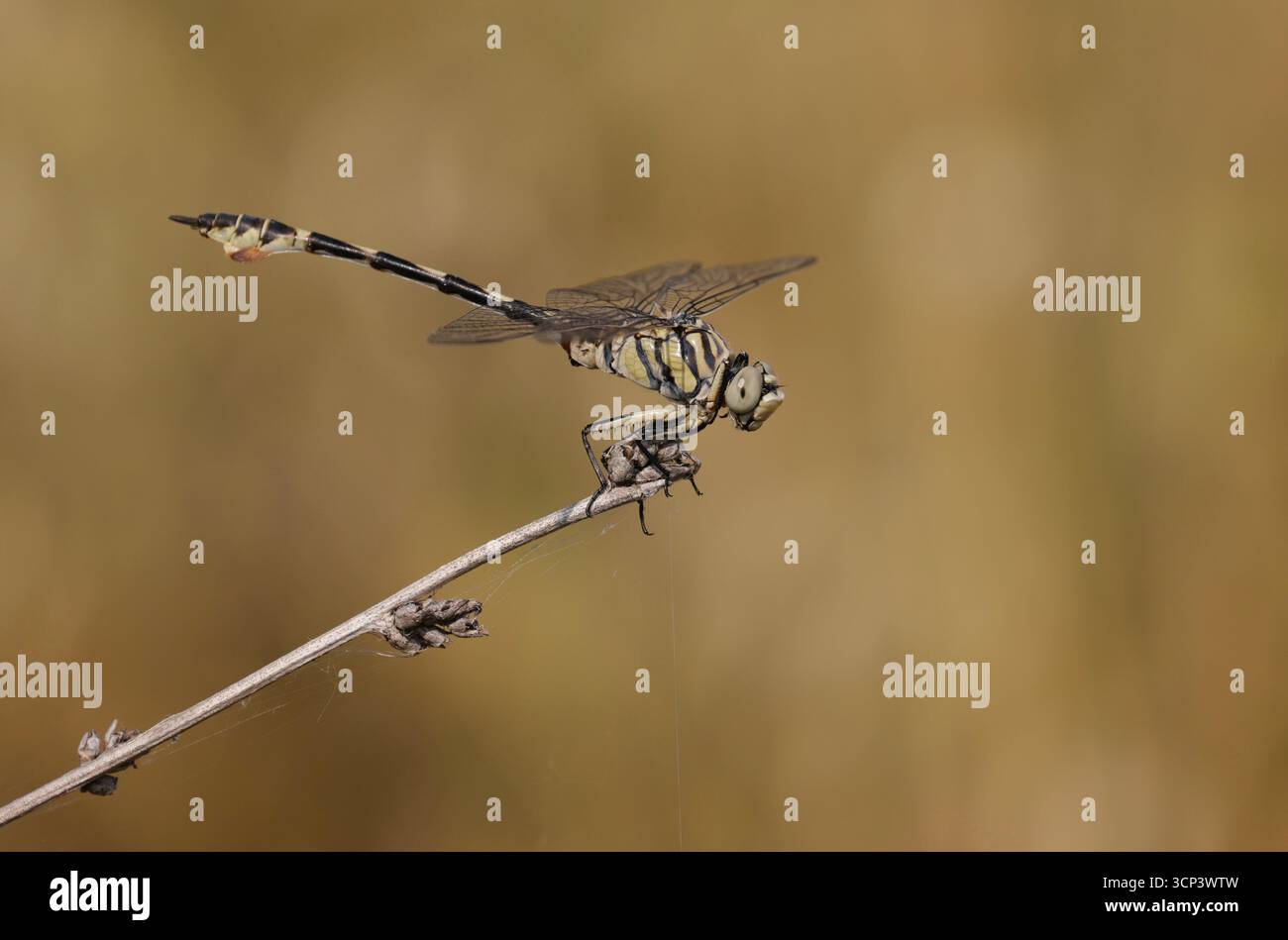 Bladetail Dragonfly maschio - Lindenia tetraphylla Foto Stock