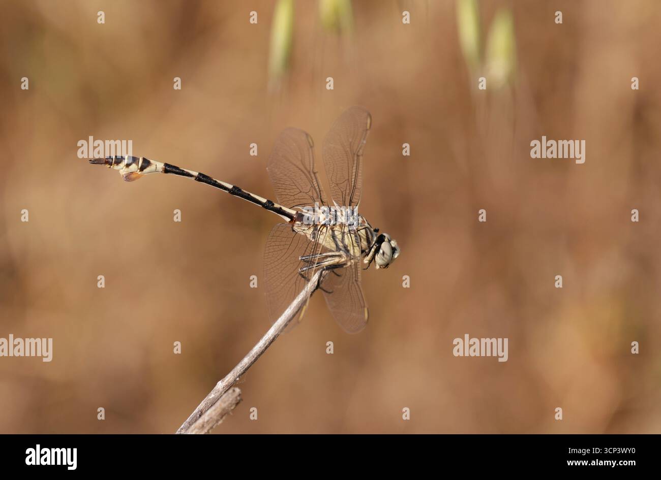 Bladetail Dragonfly maschio - Lindenia tetraphylla Foto Stock
