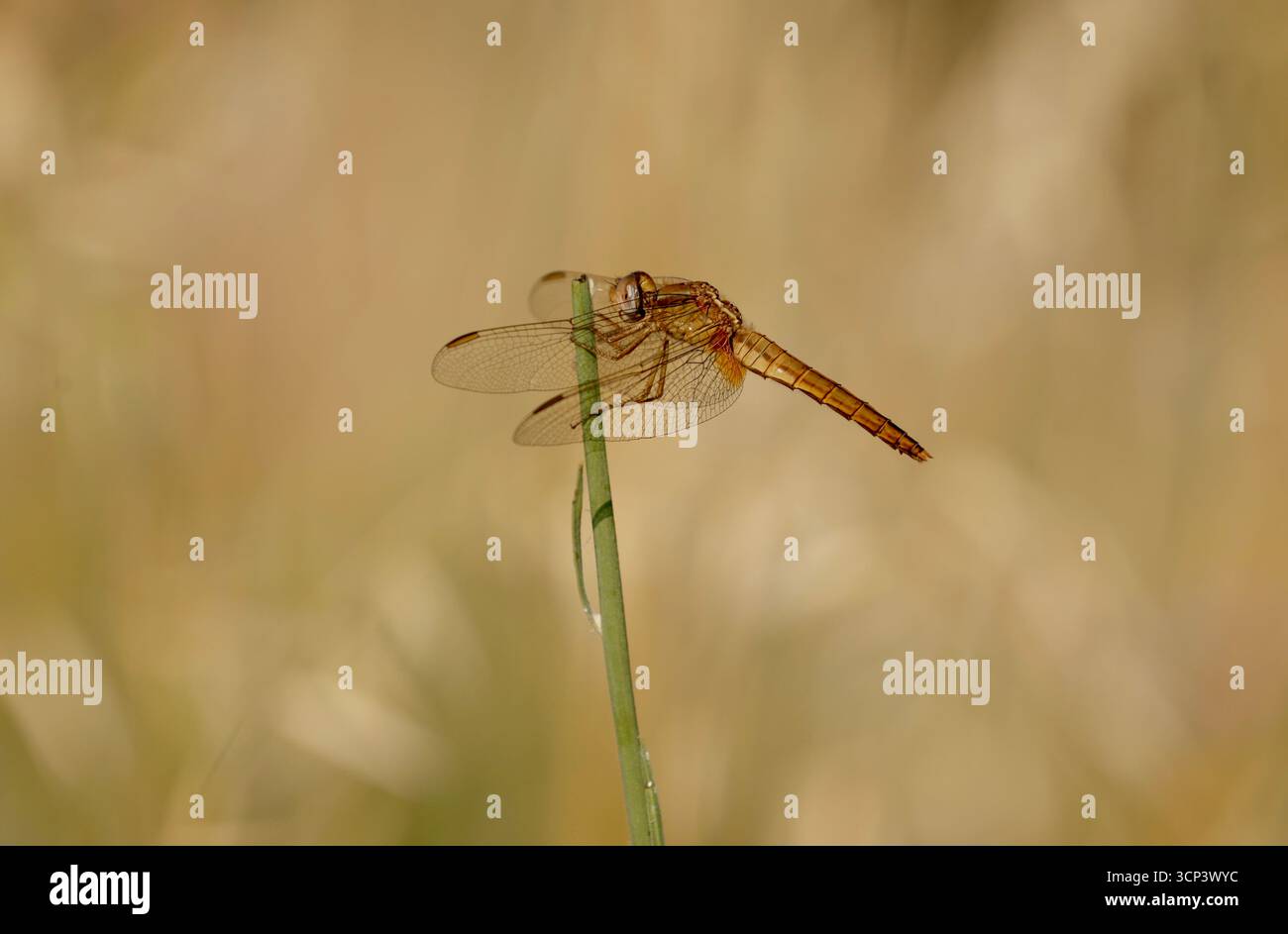 Scarlet Darter o Broad Scarlet, Dragonfly, femmina - Crocothemis erythraea Foto Stock