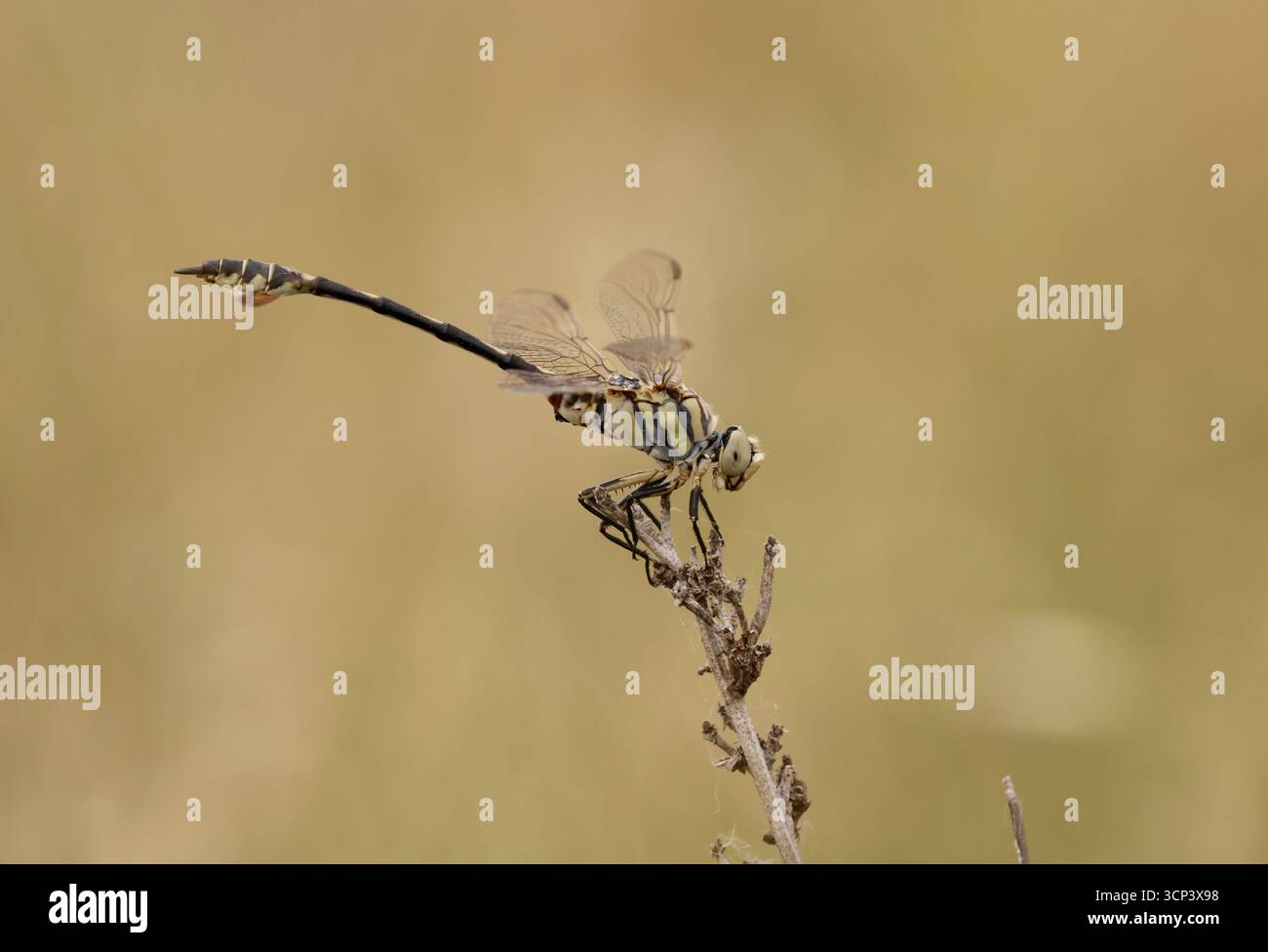 Bladetail Dragonfly maschio - Lindenia tetraphylla Foto Stock