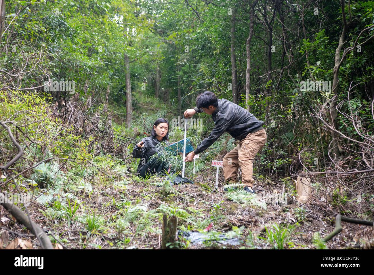 (250924) -- CHONGQING, 24 settembre 2025 (Xinhua) -- li Xin (R) e Wang Yongman, entrambi membri del personale dell'amministrazione della riserva naturale nazionale del monte Jinfo, controllano la crescita delle piantine di abete d'argento cathay nella riserva nel distretto di Nanchuan, Chongqing, nella Cina sud-occidentale, 22 settembre 2025. Con una superficie totale di oltre 40.000 ettari, la Jinfo Mountain National Nature Reserve ospita oltre 4.016 piante vascolari e 465 specie di vertebrati. Negli ultimi anni l'amministrazione delle riserve ha istituito una rete di monitoraggio ecologico per proteggere e ricercare le specie rare Foto Stock