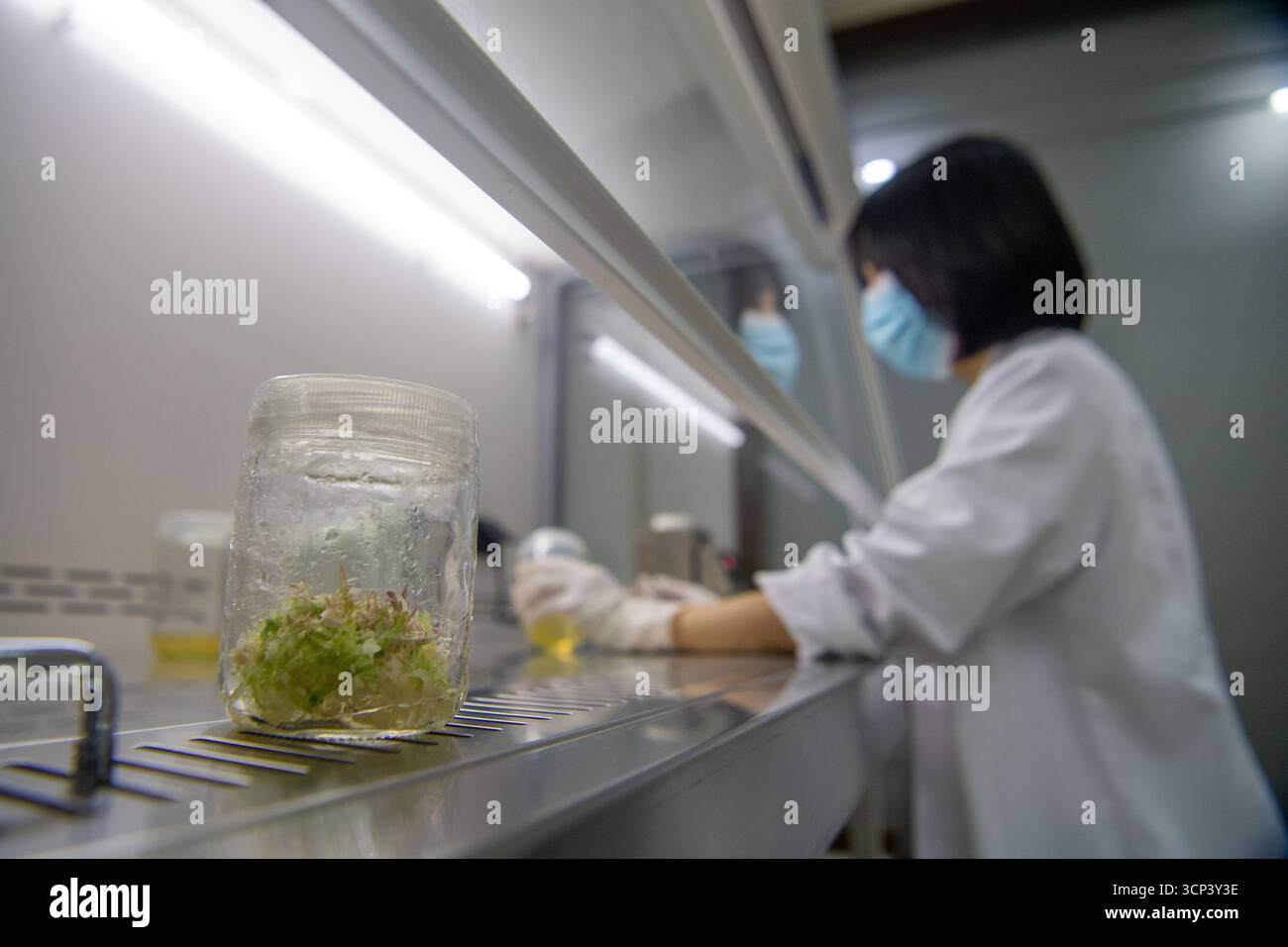 (250924) -- CHONGQING, 24 settembre 2025 (Xinhua) -- Wei Guanwu, membro dello staff dell'amministrazione della riserva naturale nazionale del monte Jinfo, esegue un esperimento sulla propagazione delle piante nel distretto di Nanchuan, Chongqing, nel sud-ovest della Cina, 23 settembre 2025. Con una superficie totale di oltre 40.000 ettari, la Jinfo Mountain National Nature Reserve ospita oltre 4.016 piante vascolari e 465 specie di vertebrati. Negli ultimi anni l'amministrazione della riserva ha istituito una rete di monitoraggio ecologico per proteggere e ricercare specie rare come cathay Silver Abete Francois' Foto Stock