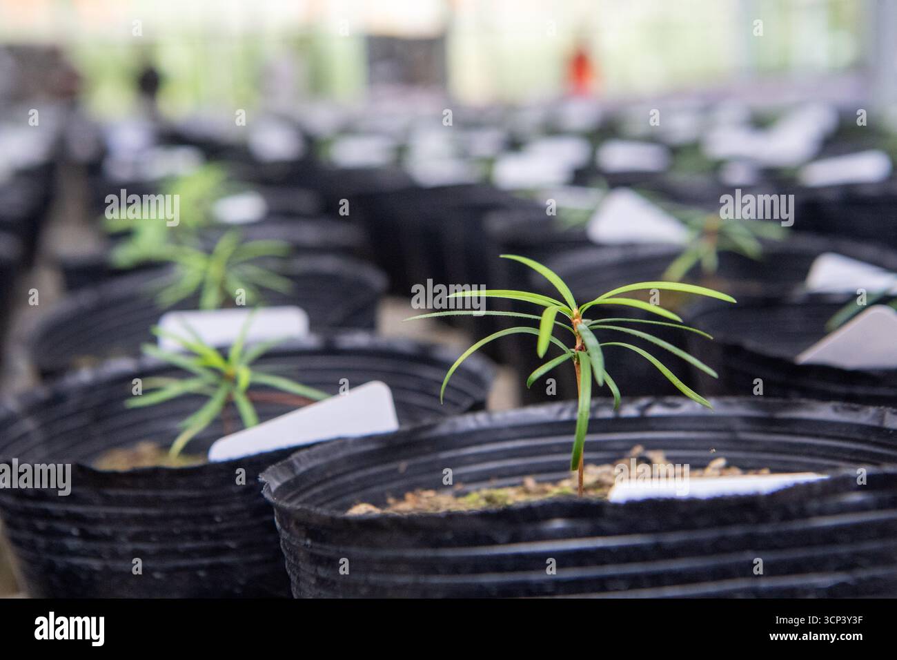 (250924) -- CHONGQING, 24 settembre 2025 (Xinhua) -- questa foto mostra piantine propagate artificialmente di abete d'argento cathay nel distretto di Nanchuan, Chongqing, 22 settembre 2025. Con una superficie totale di oltre 40.000 ettari, la Jinfo Mountain National Nature Reserve ospita oltre 4.016 piante vascolari e 465 specie di vertebrati. Negli ultimi anni, l'amministrazione delle riserve ha istituito una rete di monitoraggio ecologico per proteggere e ricercare specie rare come l'abete d'argento di cathay e le scimmie di foglia di Francois, entrambe sotto la protezione chiave nazionale. Attraverso t Foto Stock