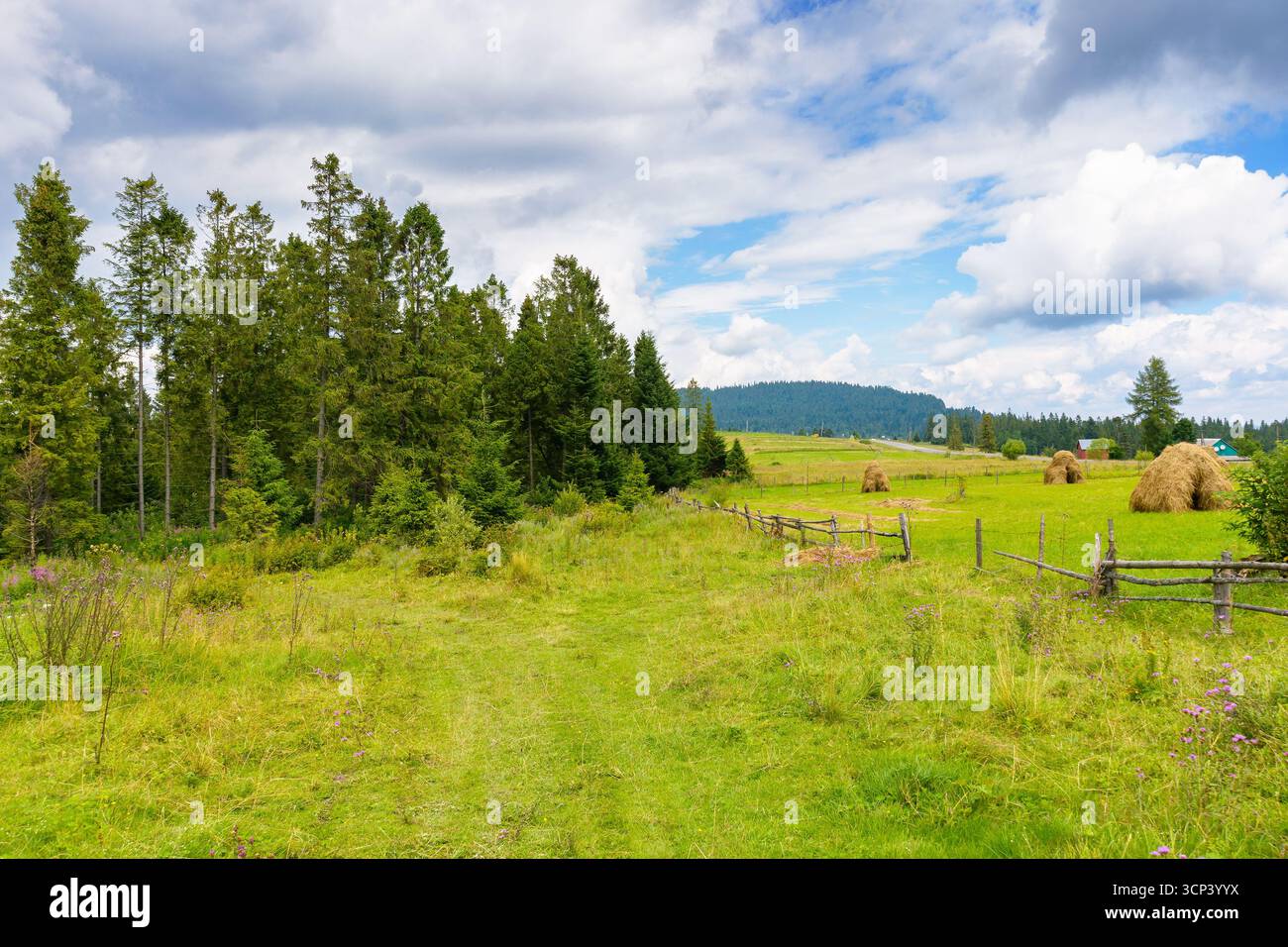 campo di fieno rurale vicino alla foresta. erba verde dietro la recinzione di legno. il clima è nuvoloso in estate. meravigliosa prateria con colline e montagne in Foto Stock