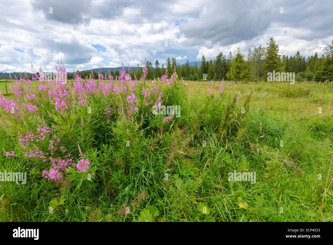 l'erba fumante fiorisce nel paesaggio estivo. fiori viola sul prato vicino alla foresta nelle montagne dei carpazi. vista panoramica della campagna con cielo coperto Foto Stock