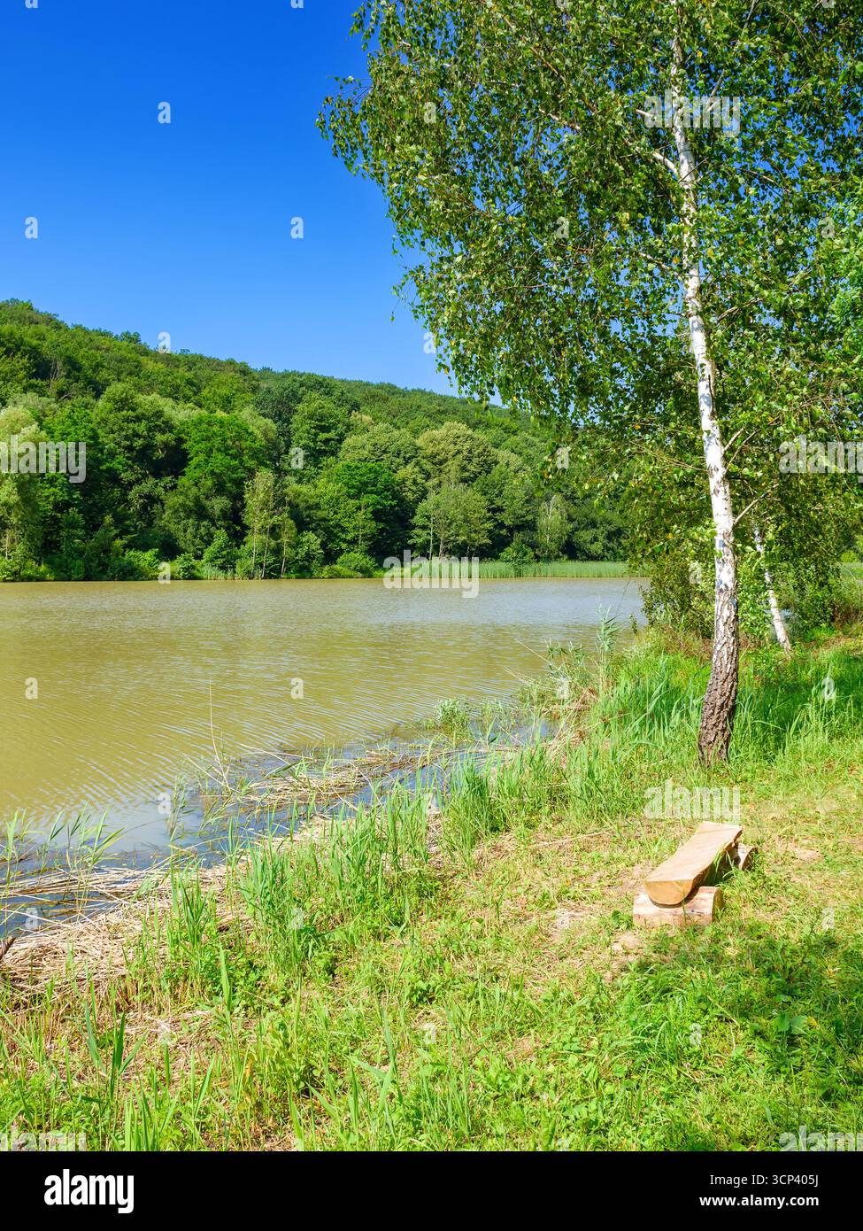 lago vicino alla foresta. splendida vista su un paesaggio naturale in estate. mattinata tranquilla e soleggiata sulle montagne dei carpazi. paesaggio di campagna sotto il cielo azzurro. va Foto Stock