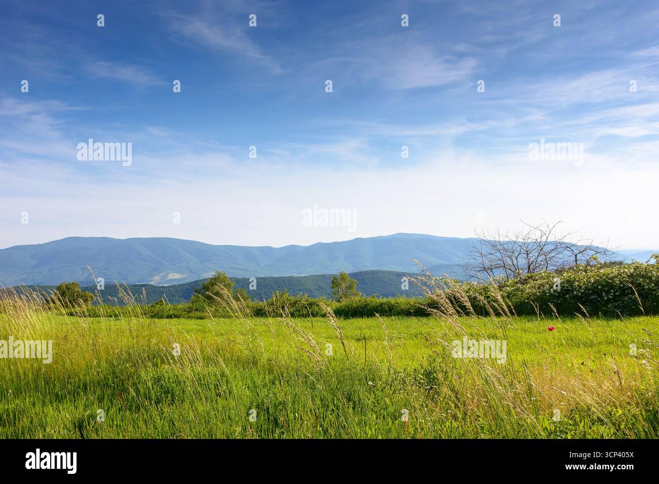 campo nel paesaggio montano in estate. splendida vista delle verdi alpi dei carpazi sotto il cielo blu al tramonto. pittoresco paesaggio di campagna con roll Foto Stock