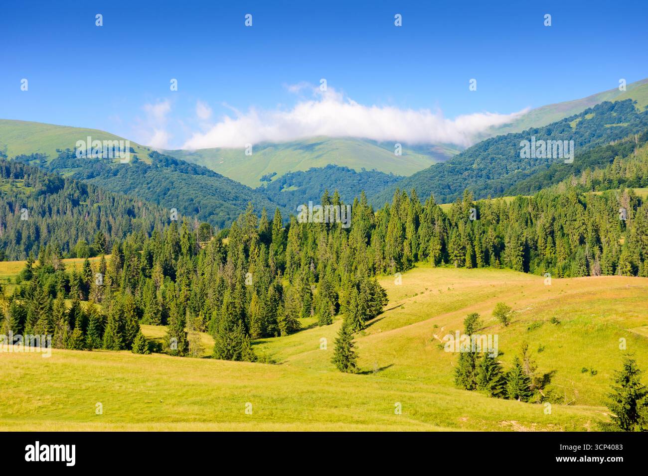foresta sulla collina nel paesaggio di montagna in una mattina d'estate. splendido paesaggio di campagna con pascoli verdi e crinali distanti sotto il cielo blu Foto Stock