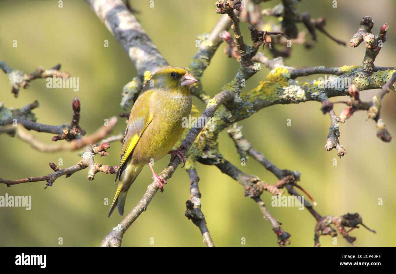 Il Greenfinch, Chloris chloris, arroccato su un albero in inverno. Norfolk, Inghilterra. Foto Stock