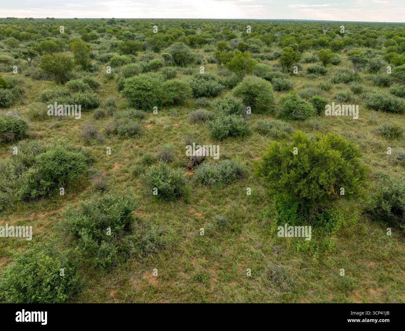 Vista aerea di un rinoceronte tra la vasta savana, un arazzo di verde e oro sotto il vasto cielo africano, riserva Tumbeta, Thabazimbi, Sudafrica. Foto Stock