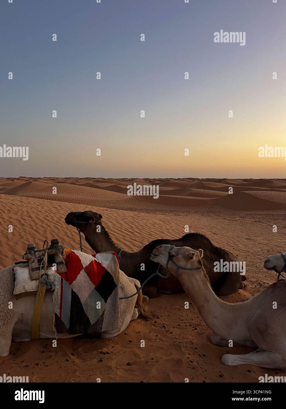 Dromedari che si appoggiano sulle dune sabbiose di Douz nel deserto tunisino durante il tramonto Foto Stock