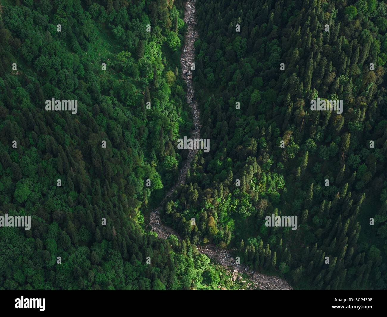 Vista aerea di un fiume tortuoso che attraversa una fitta foresta, la luce del sole che getta ombre sulla vegetazione lussureggiante, Sosan, Himachal Pradesh, India. Foto Stock