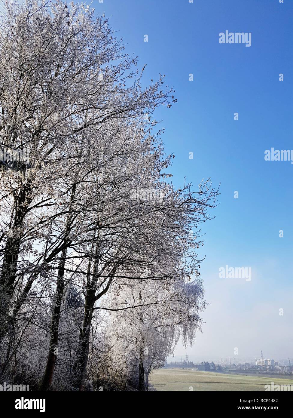 Gruppo di alberi completamente coperti in inverno gelano in una bella giornata di sole con cielo blu. Un paesaggio naturale stagionale di una fredda e frizzante giornata invernale. Foto Stock