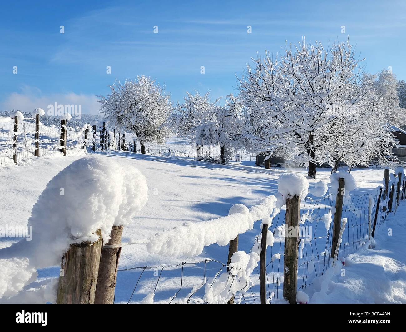 Splendido paesaggio invernale in campagna con alberi innevati e recinzione innevata in una giornata di sole Foto Stock