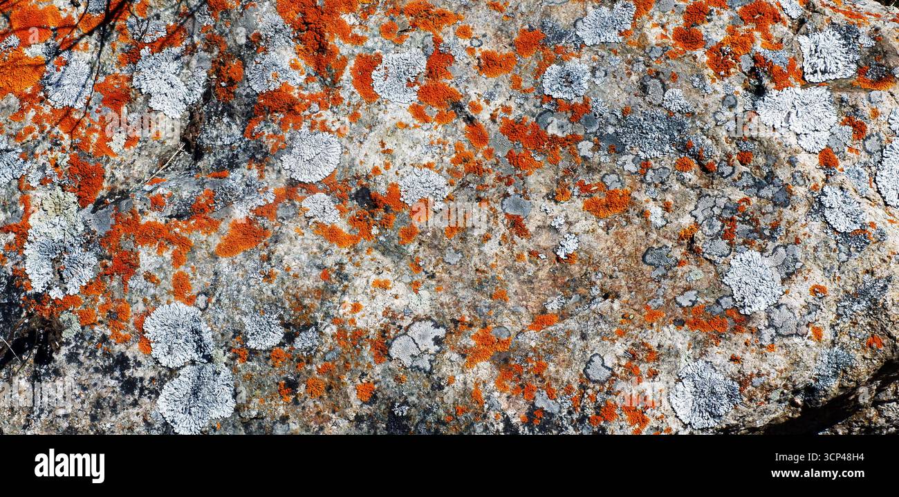 Roccia ricoperta di licheni presso il lago di montagna Descrizione: Una massiccia roccia con macchie di licheni gialli-verdi, che si erge al bordo di un lago di montagna cristallino Foto Stock