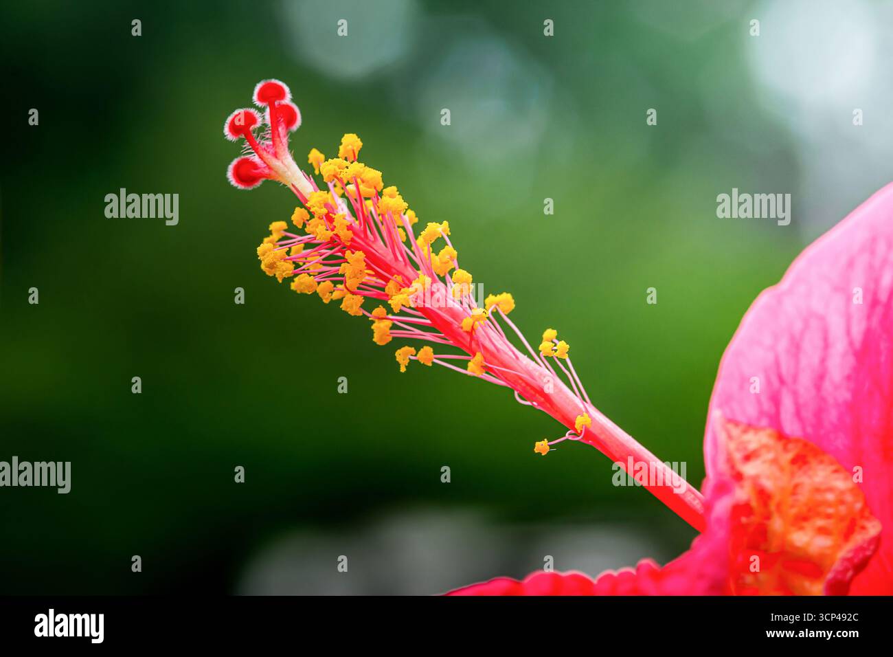 Primo piano di un fiore di ibisco che mette in risalto gli organi riproduttivi, mostrando il vibrante pistoncino e la stallo ricoperti di polline, contro un'avidità offuscata Foto Stock