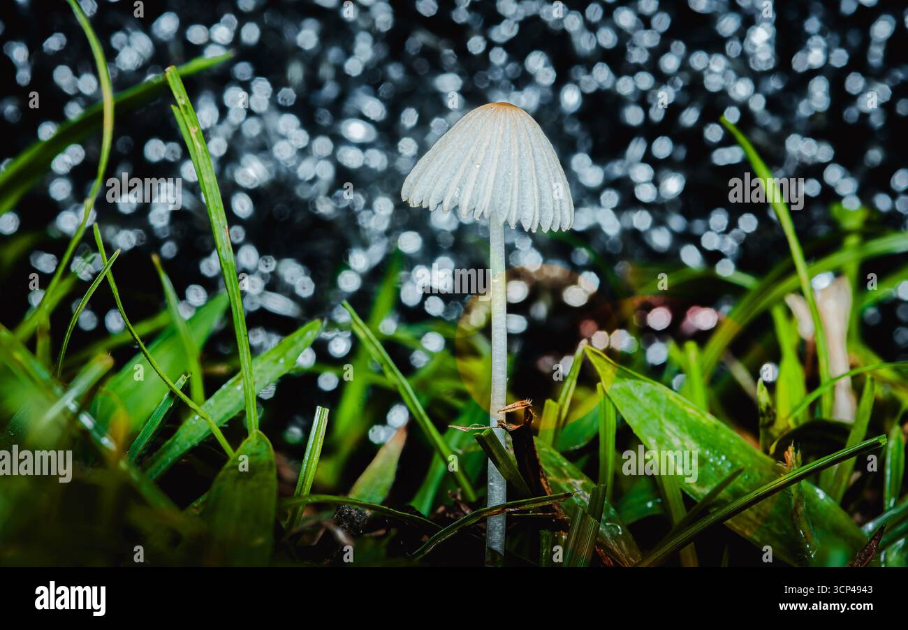Primo piano di un delicato fungo parasole bianco alto tra lame di erba verde vibrante, che risplende con innumerevoli piccole gocce di rugiada, creando un Foto Stock