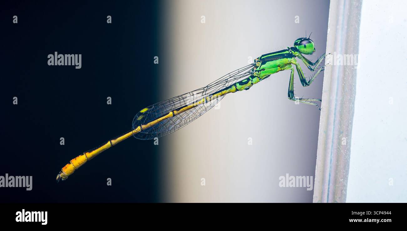 Damigella di salice occidentale arroccata su una superficie bianca con sfondo scuro, che presenta dettagli delle ali intricati e un corpo verde brillante Foto Stock
