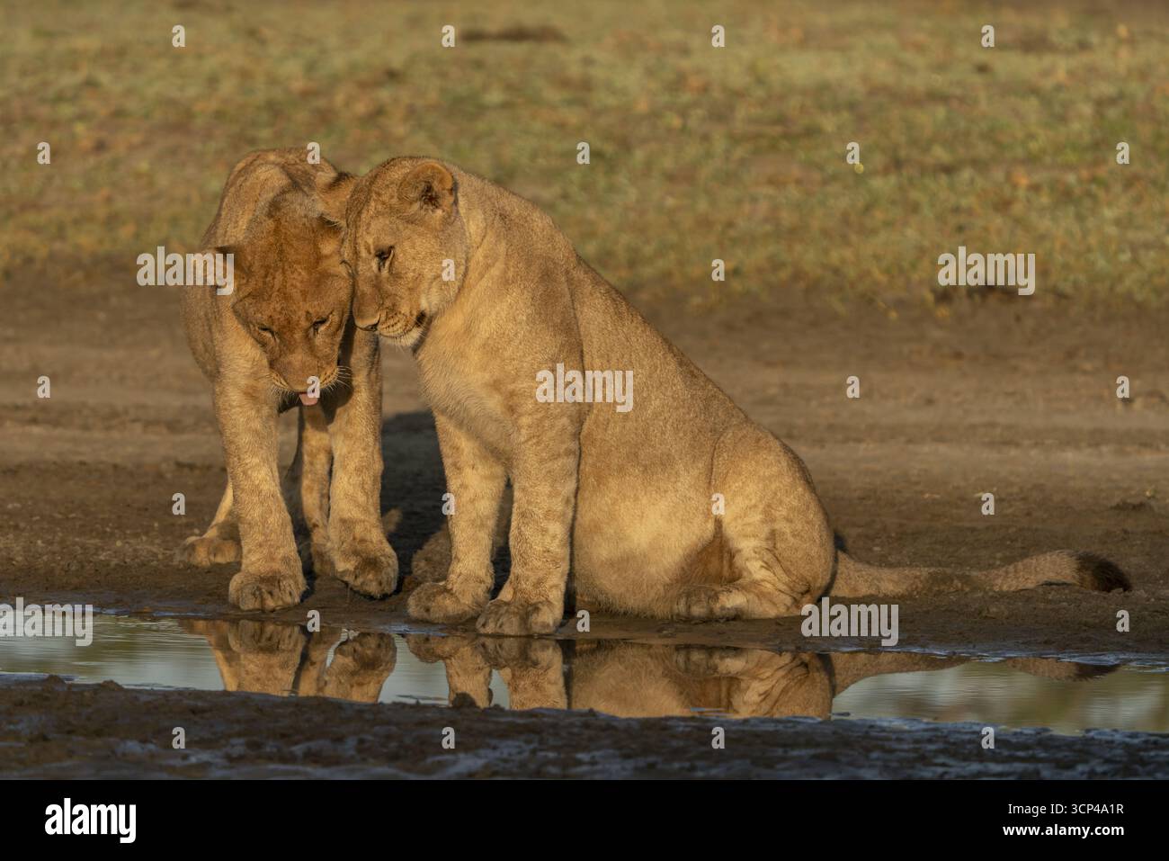 Vista di due cuccioli di leone legati in un tenero riflesso su un pozzo d'acqua, i loro cappotti dorati si mescolano con la savana tanzaniana, Seronera, regione di Mara, Tanzania. Foto Stock