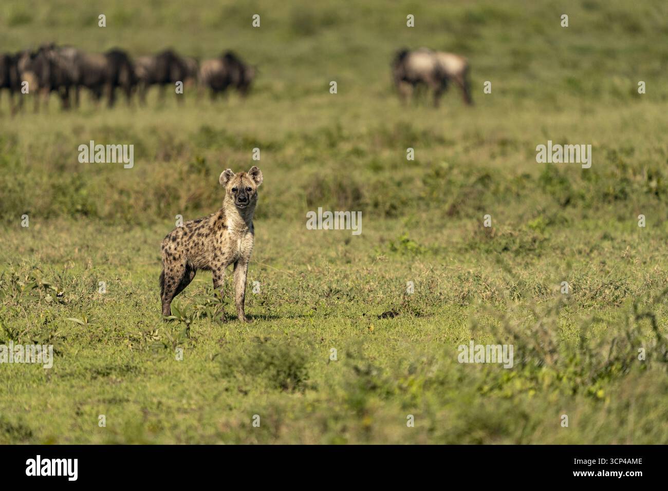 Vista di una iena maculata in allerta in una pianura erbosa, contrastata da mandrie lontane di GNU sotto il vasto cielo tanzaniano, Seronera, regione di Mara, Tanzania. Foto Stock