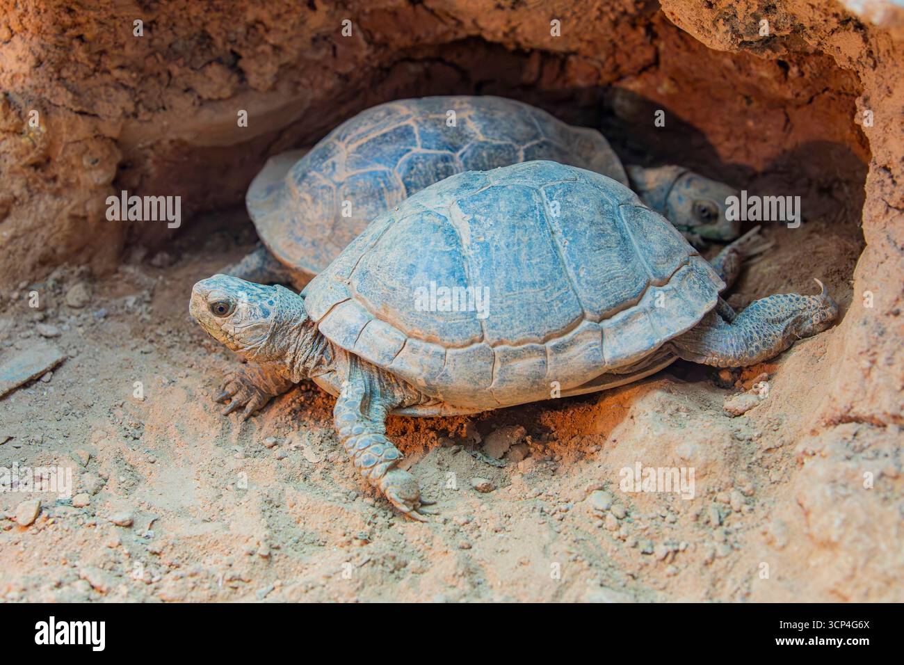 La tartaruga a scatola comune (Terrapene carolina). Si trova in tutti gli Stati Uniti orientali e in Messico. La tartaruga ha un distintivo lowe incernierato Foto Stock