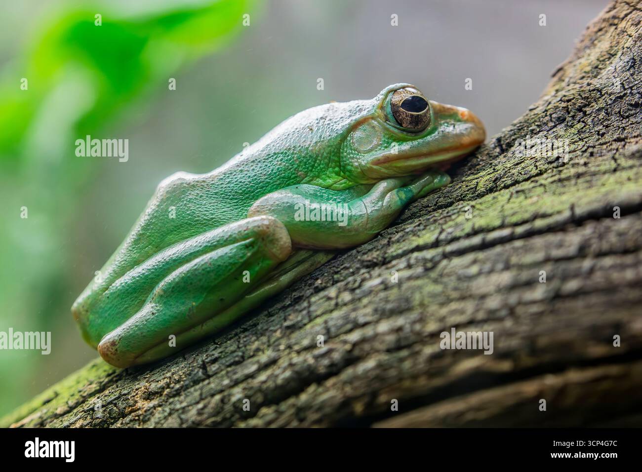 La rana volante cinese (Zhangixalus dennysi) è una specie di rana arborea della famiglia Rhacophoridae che si trova in Cina, Laos, Birmania e Vietnam Foto Stock