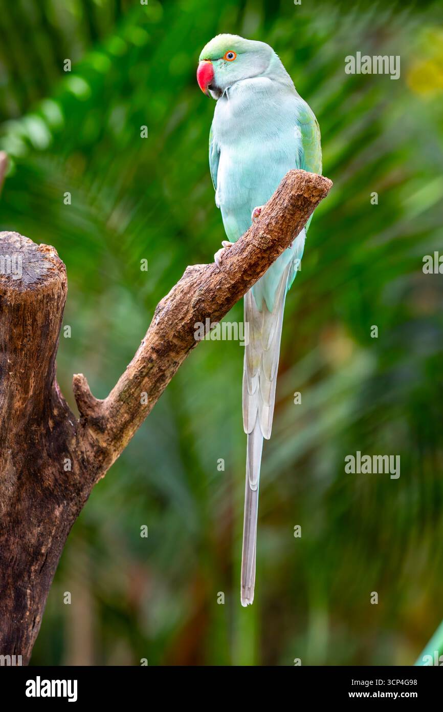 La mutazione blu del pappagallo indiano con collo ad anello (Psittacula krameri) è una rara variazione di colore della specie, caratterizzata dal suo vibrante blu PL Foto Stock