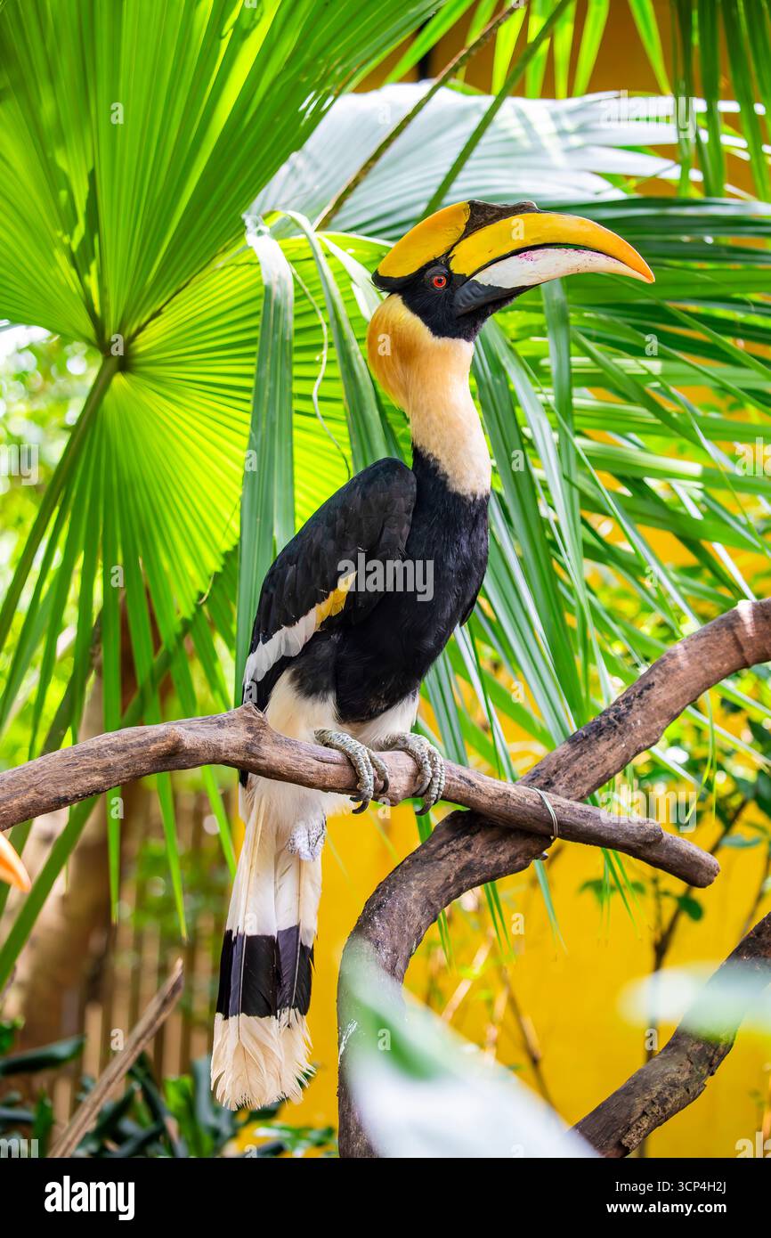 Il grande carpino (Buceros bicornis) è uno dei membri più grandi della famiglia dei carpini. Si trova nel subcontinente indiano e nel sud-est asiatico. Foto Stock