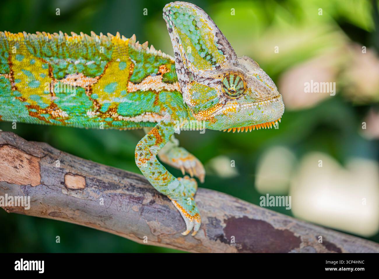 Un camaleonte velato. È una specie di camaleonte originaria della penisola arabica nello Yemen e in Arabia Saudita. avere una cassa sulla testa che cresce larg Foto Stock