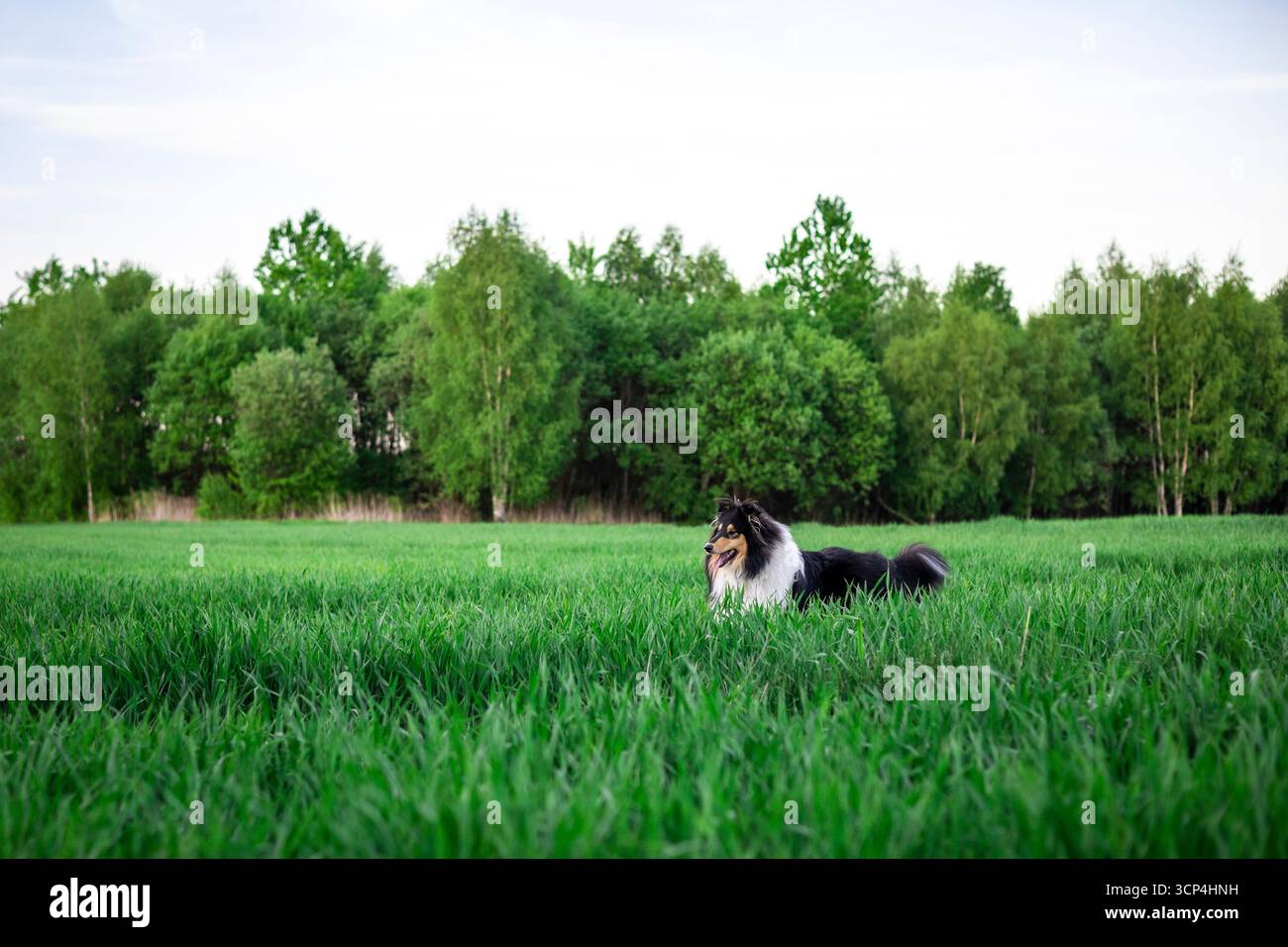 Adorabile e giovane cane da collie che stende nell'erba profonda con alberi e cielo sullo sfondo Foto Stock