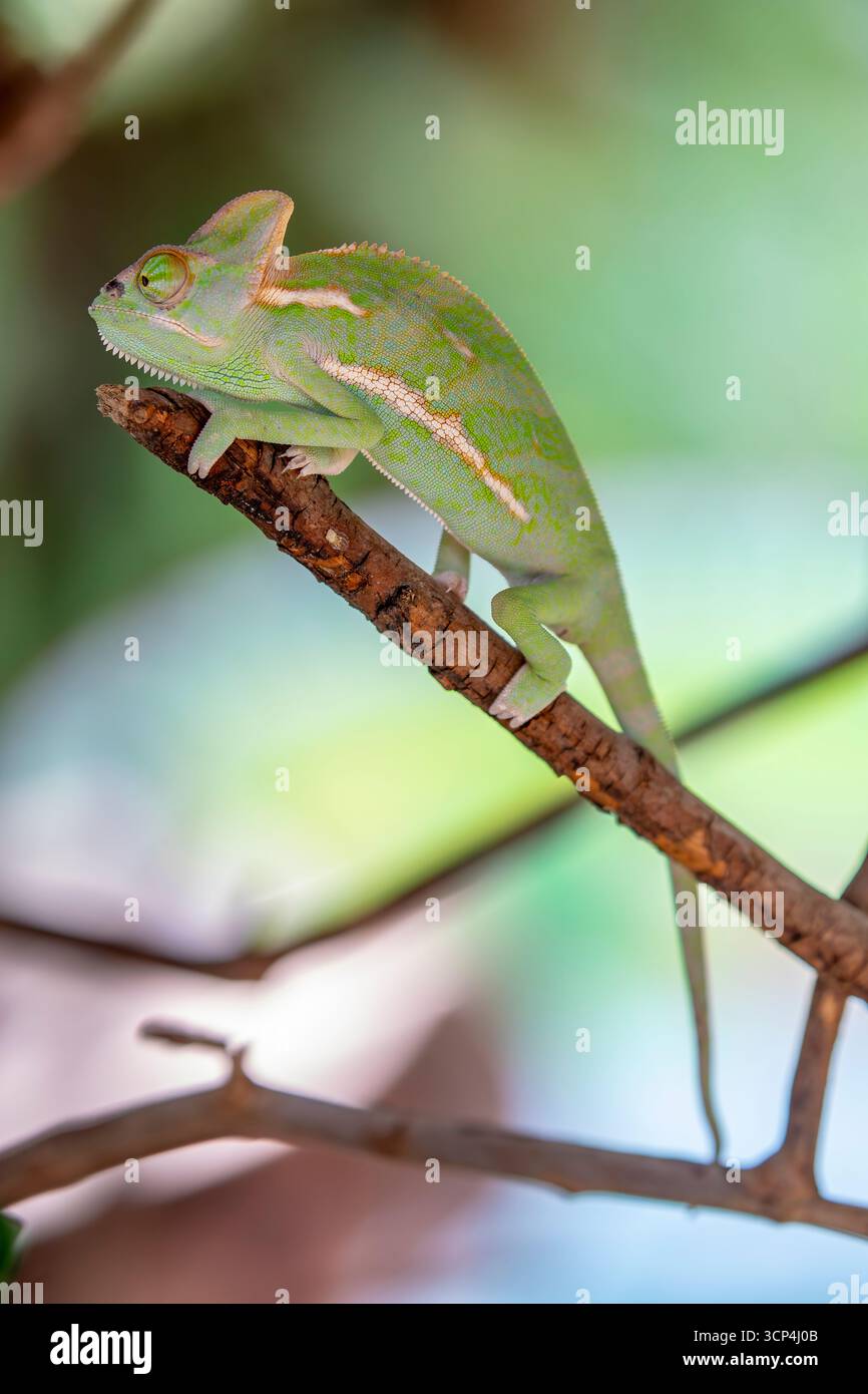 Un camaleonte Veiled bambino. È una specie di camaleonte originaria della penisola arabica nello Yemen e in Arabia Saudita. avere una cassa sulla testa che cresce Foto Stock
