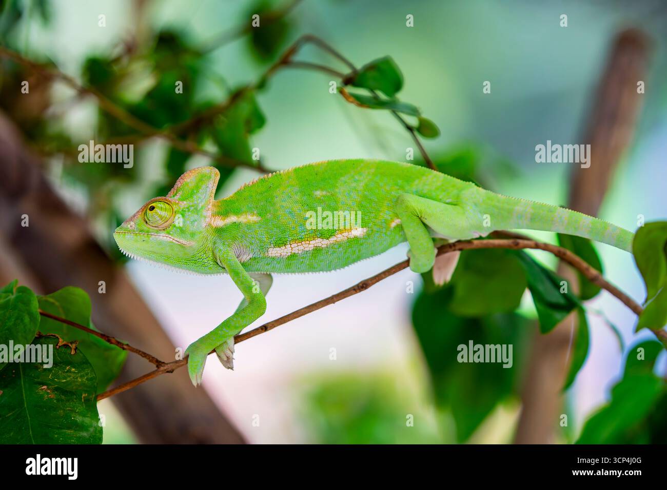 Un camaleonte Veiled bambino. È una specie di camaleonte originaria della penisola arabica nello Yemen e in Arabia Saudita. avere una cassa sulla testa che cresce Foto Stock