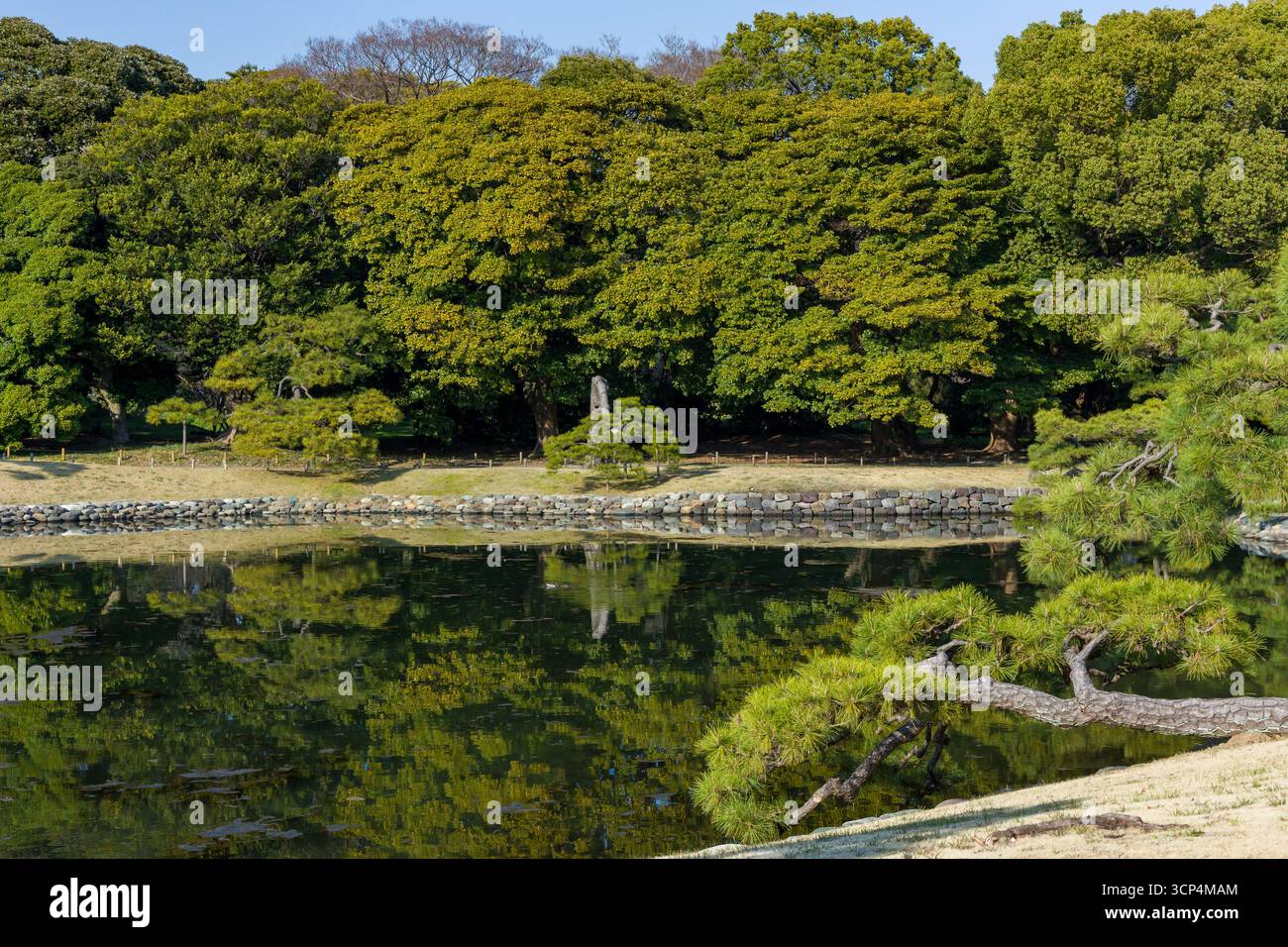 Tranquillo giardino giapponese tradizionale con un laghetto tranquillo e alberi di pino curati. Foto Stock