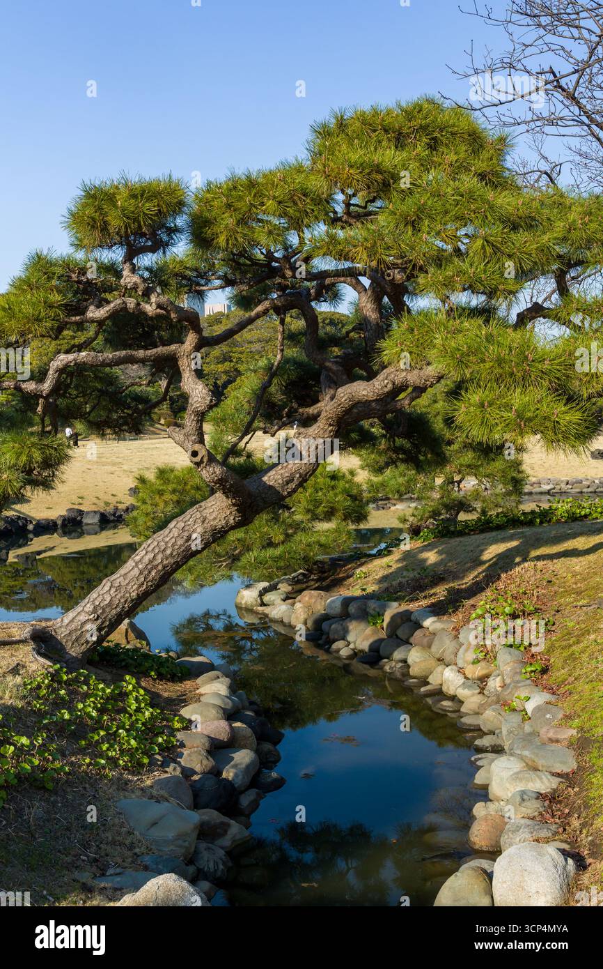 Ambiente tranquillo in un tradizionale giardino giapponese con un albero di pino scolpito e acqua Foto Stock