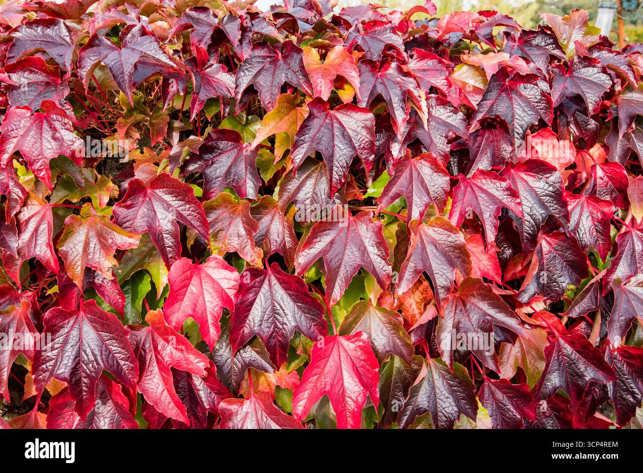 Parthenocissus, noto anche come Virginia Creeper o Boston Ivy, con splendide e vibranti sfumature di rosso/viola/brillante cremisi in autunno. Forse P tricuspidata Foto Stock
