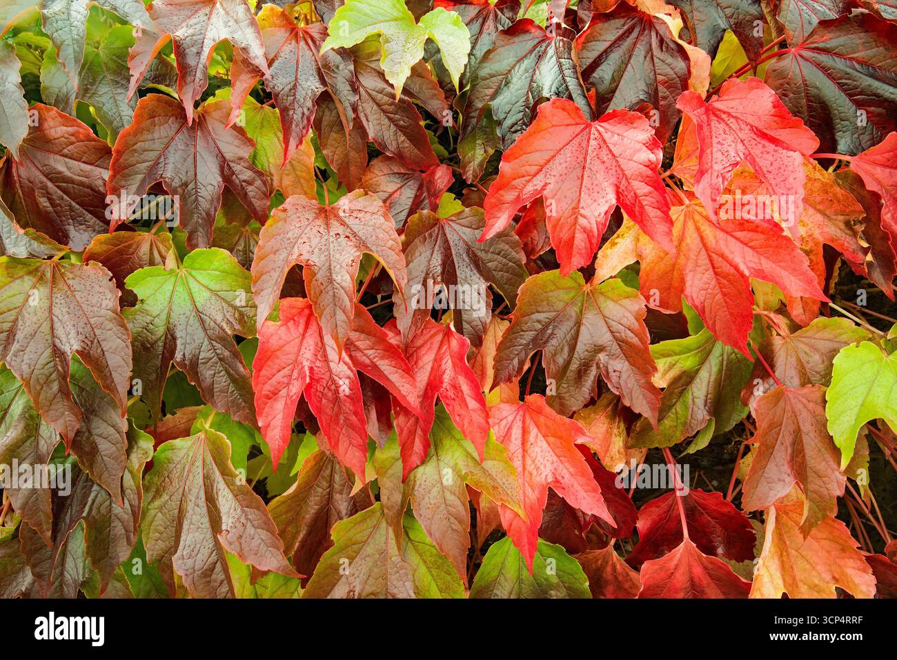 Parthenocissus, noto anche come Virginia Creeper o Boston Ivy, con splendide e vibranti sfumature di rosso/viola/brillante cremisi in autunno. Forse P tricuspidata Foto Stock