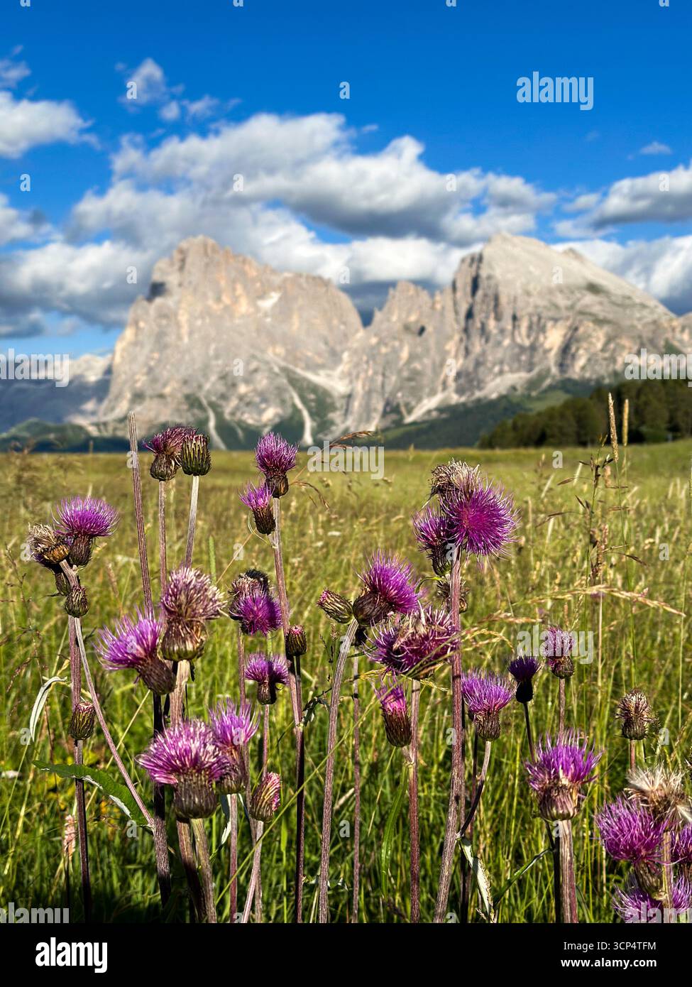 Fiori selvatici di fronte al gruppo Langkofel sull'Alpe di Siusi nelle Dolomiti, alto Adige, Italia. Foto Stock