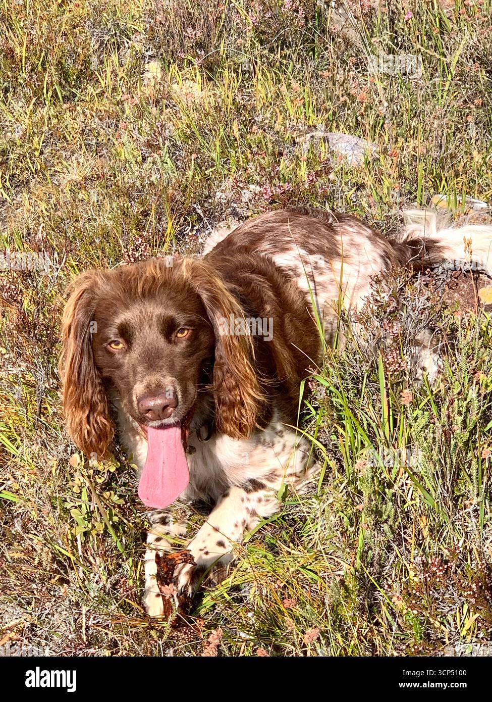 Inglese Springer Spaniel dog femmina corsa veloce capelli marrone bella rocce lingua panting speed exited look incredibile tipo Spotted sprocker - Immagine stock catturata con smartphone