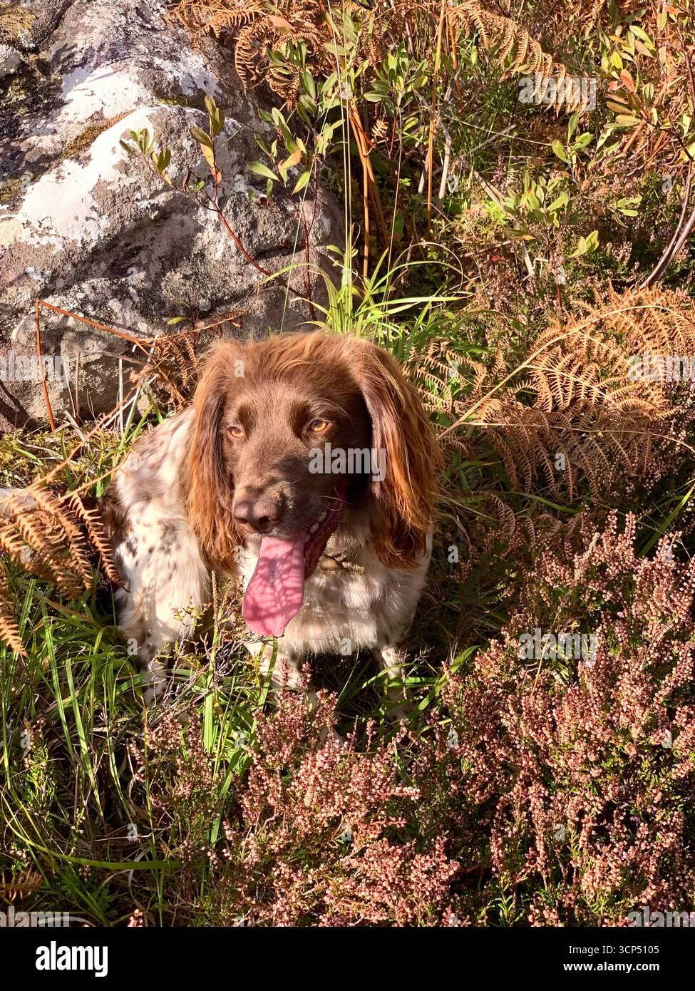 Inglese Springer Spaniel dog femmina corsa veloce capelli marrone bella rocce lingua panting speed exited look incredibile tipo Spotted sprocker - Immagine stock catturata con smartphone
