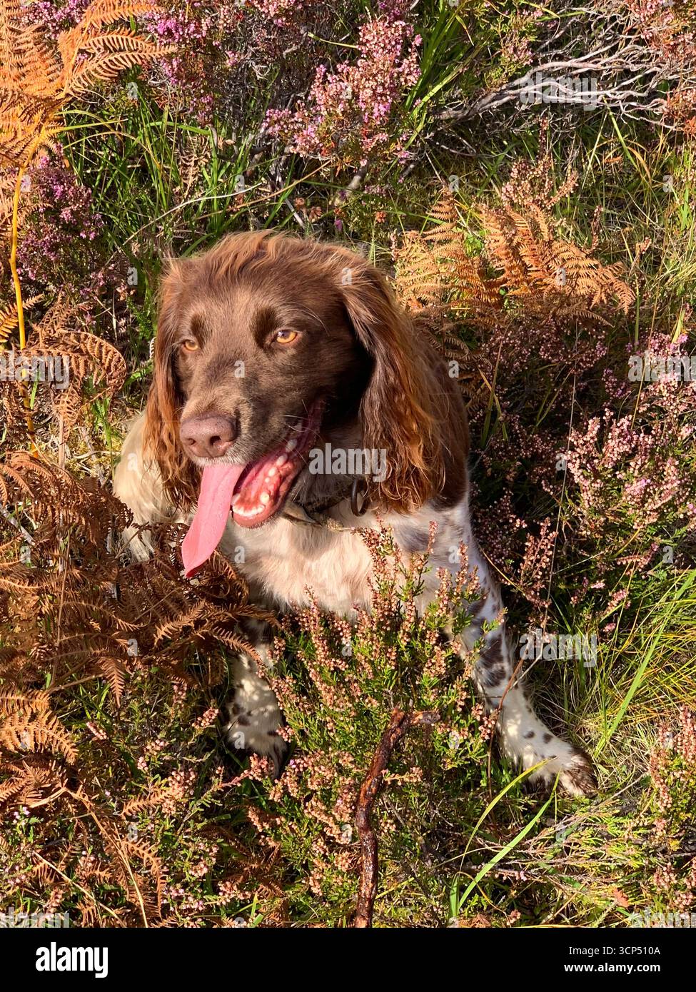Inglese Springer Spaniel dog femmina corsa veloce capelli marrone bella rocce lingua panting speed exited look incredibile tipo Spotted sprocker - Immagine stock catturata con smartphone