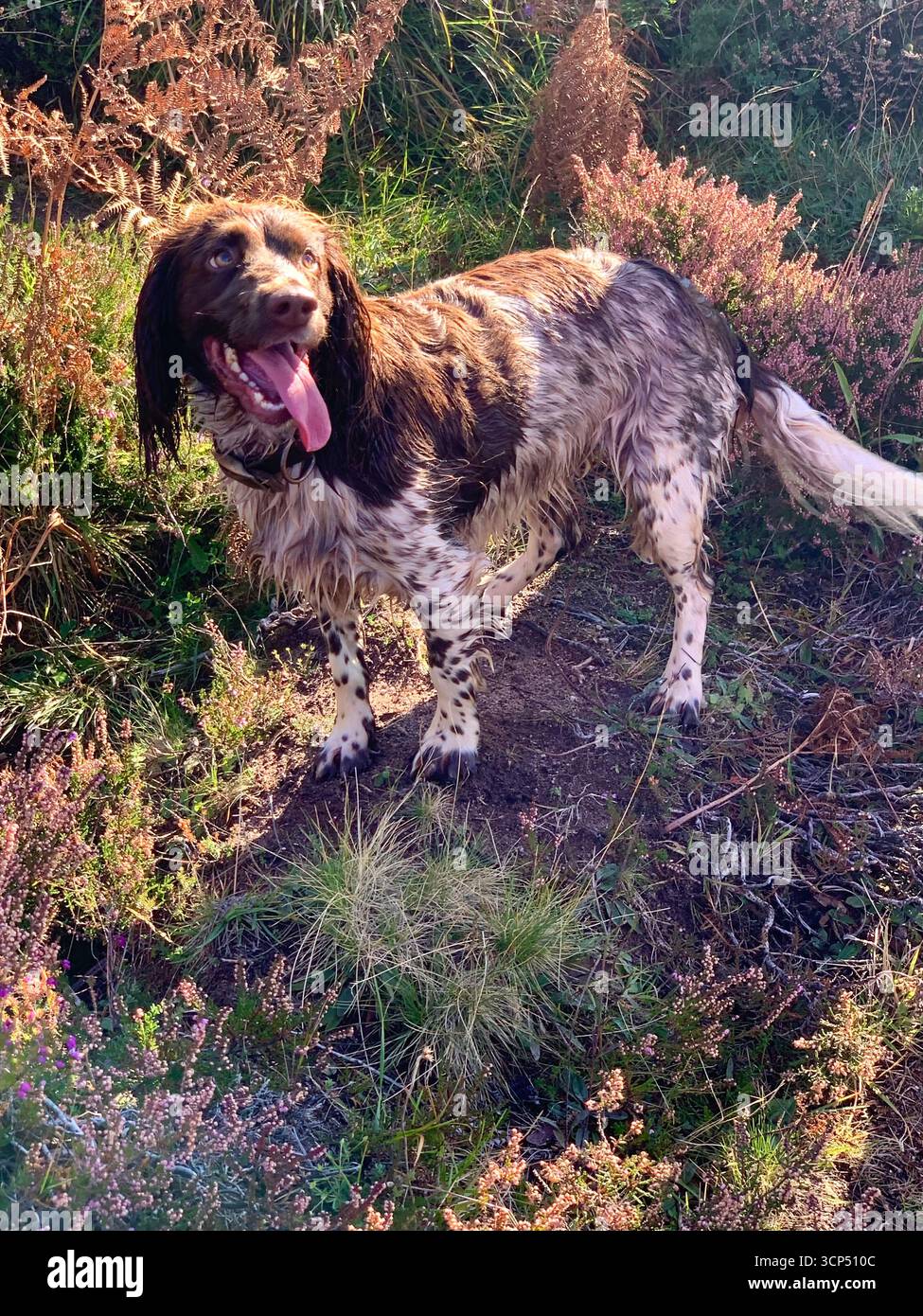Inglese Springer Spaniel dog femmina corsa veloce capelli marrone bella rocce lingua panting speed exited look incredibile tipo Spotted sprocker - Immagine stock catturata con smartphone