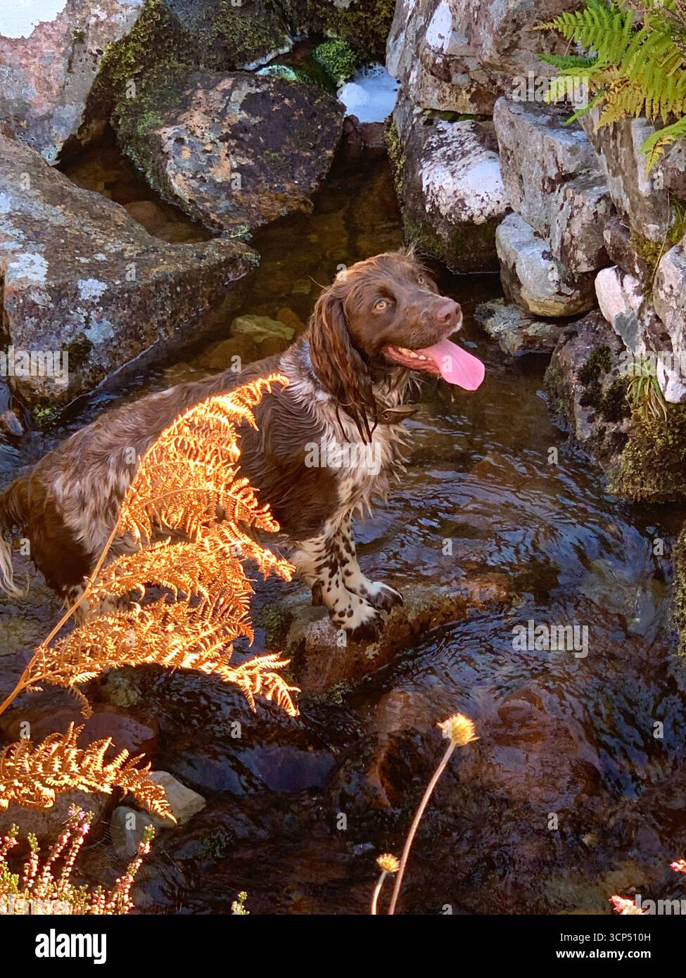 Inglese Springer Spaniel dog femmina corsa veloce capelli marrone bella rocce lingua panting speed exited look incredibile tipo Spotted sprocker - Immagine stock catturata con smartphone