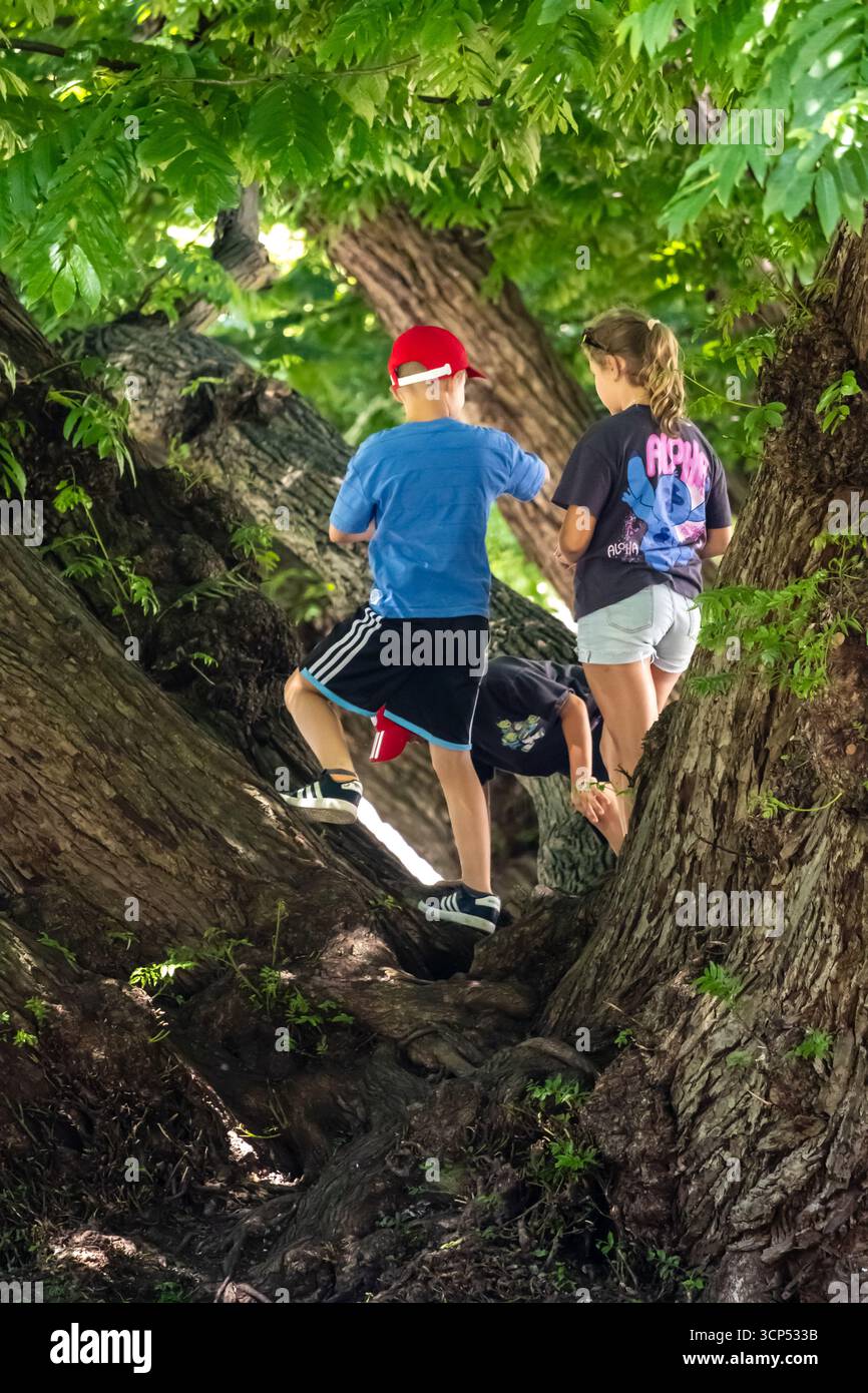 bambini che arrampicano su un albero nel parco, bambini che esplorano la natura attraverso il gioco degli alberi Foto Stock