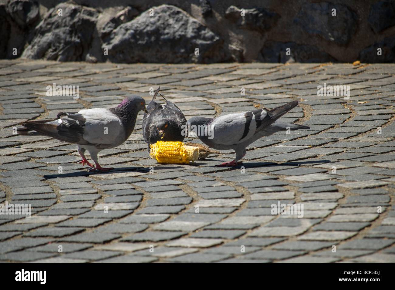 piccioni che picchiano al mais in una strada acciottolata, mangiano mais in una piazza pubblica Foto Stock